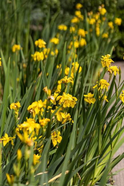 Питомник А. Марченко