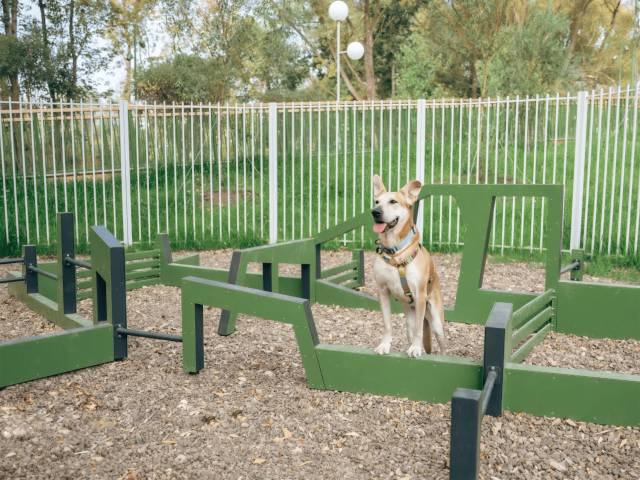 Собакин город