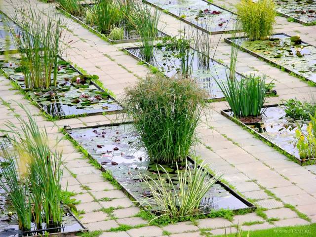 Питомник А. Марченко