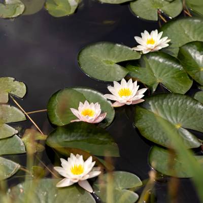 Питомник А. Марченко