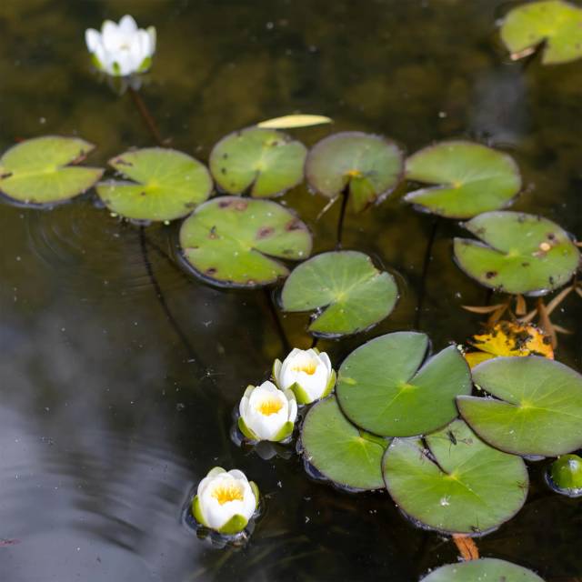 Питомник А. Марченко