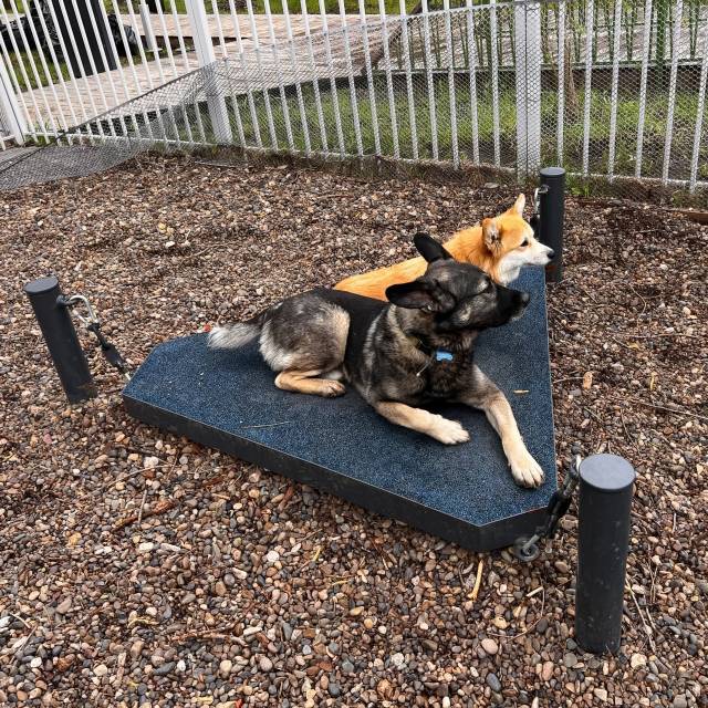 Собакин город