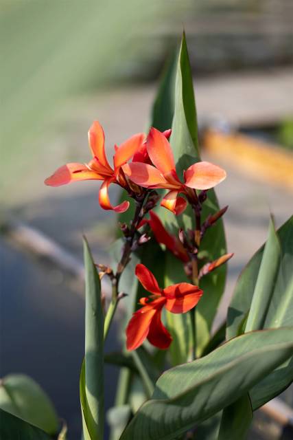 Питомник А. Марченко