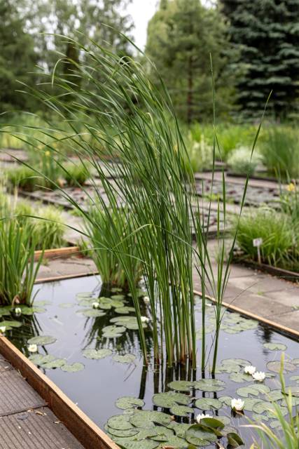 Питомник А. Марченко