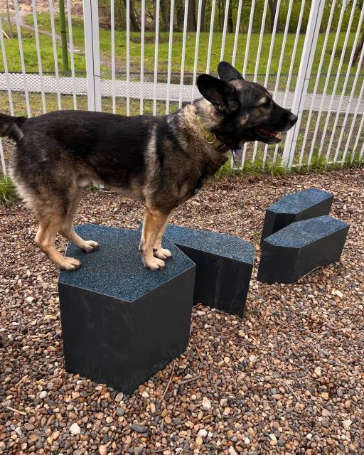 Собакин город