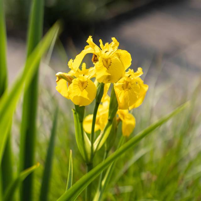 Питомник А. Марченко