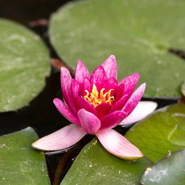 Питомник А. Марченко