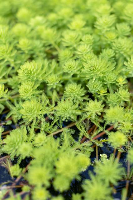 Питомник А. Марченко