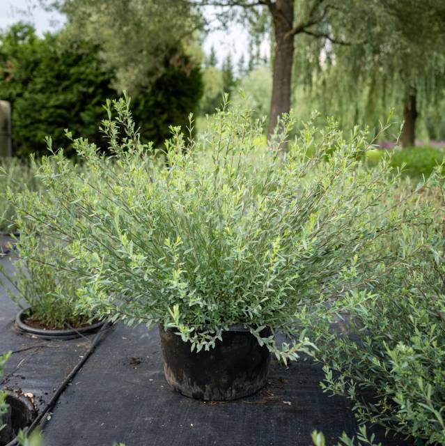 Питомник А. Марченко