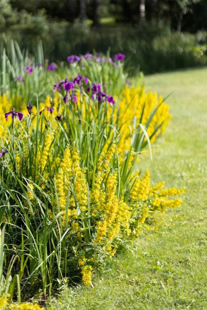 Питомник А. Марченко