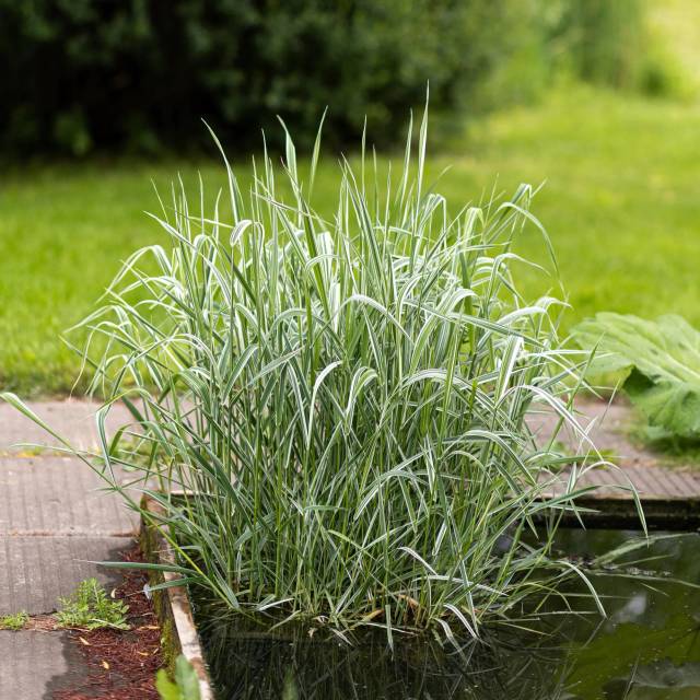 Питомник А. Марченко