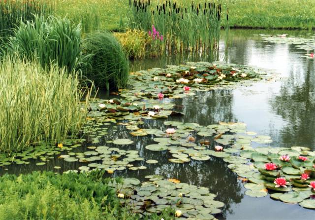 Питомник А. Марченко