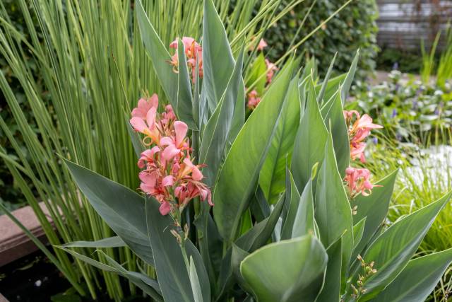 Питомник А. Марченко