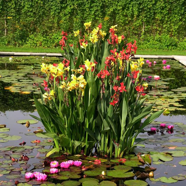 Питомник А. Марченко