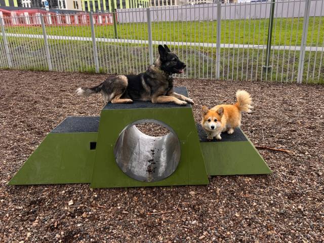 Собакин город