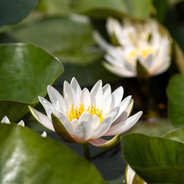 Питомник А. Марченко