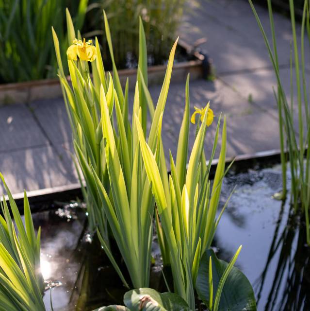 Питомник А. Марченко