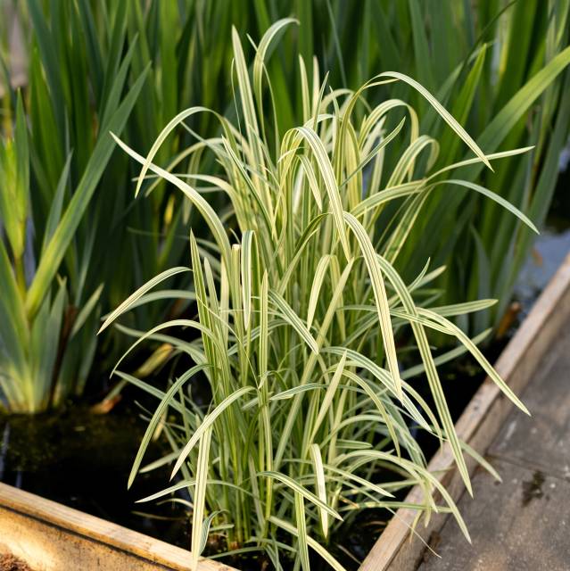 Питомник А. Марченко