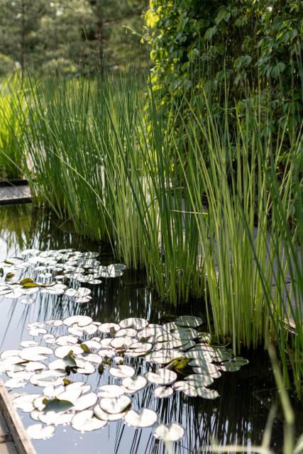 Питомник А. Марченко